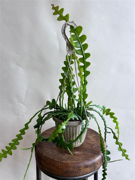 Fishbone Cactus – Cafe Planta