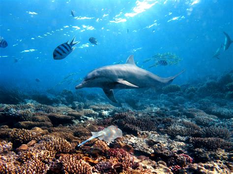 Habitat Of Dolphin