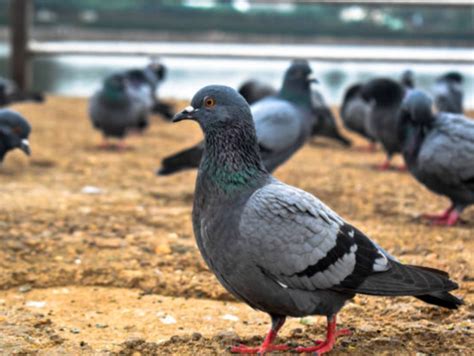 Why should pigeons worry you? Health hazards associated with pigeon ...
