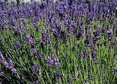lavanda in vaso cure lavanda angustifolia piante perenni caratteristiche lavanda in vaso cure lavanda angustifolia piante perenni caratteristiche