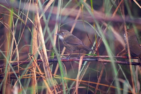 Cracking the Grassland Code: Unlocking the Secrets of Microhabitat for ...