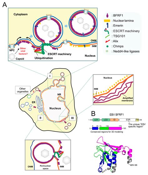 Conquering the Nuclear Envelope Barriers by EBV Lytic Replication