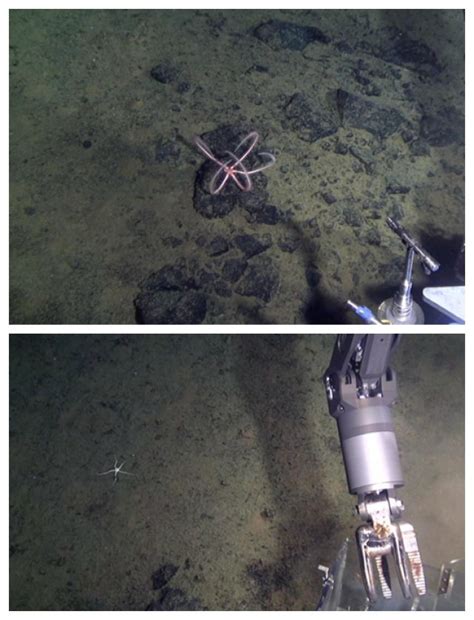 海底一万米有多恐怖：海底一万米啥样子,生物有哪些_知秀网