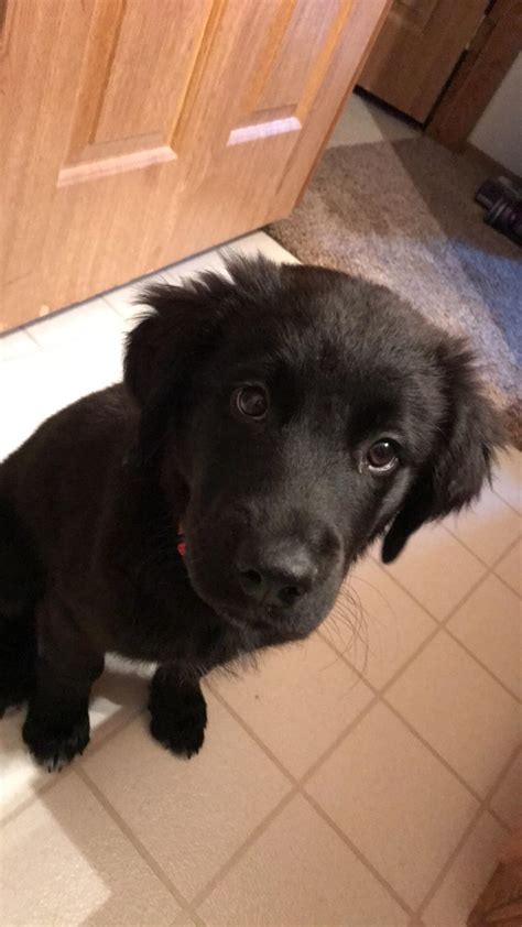 My golden retriever/black lab mix, Finn. He has all the looks and ...