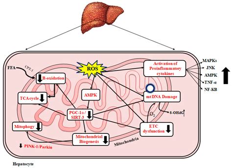 Mitochondrial Dysfunction in Nonalcoholic Fatty Liver Disease ...