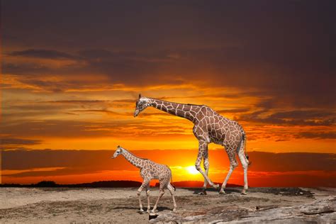 Picture Giraffes Cubs 2 Sunrises and sunsets Animals | Giraffe, Mount ...