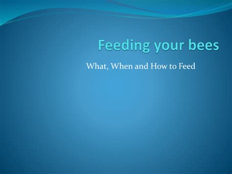 Image result for Bee Feeding Tips