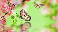 Colorful Butterfly Wallpaper by Free 22 Butterfly Wallpapers In Psd Vector Eps Colorful Butterfly Wallpaper