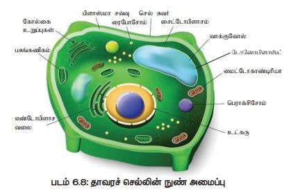 தாவரச் செல்,விலங்கு செல்களுக்கு இடையே உள்ள வேறுபாடுகள் | Difference ...