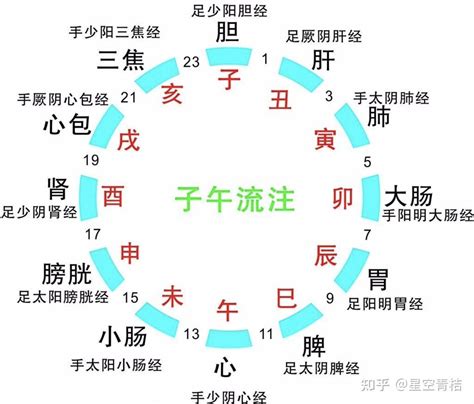 中医养生经典：图文详解十二经络运行时间、属性、注意事项 - 知乎