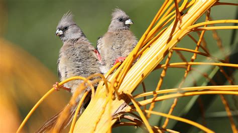 Oiseau Souris à Dos Blanc, Colius Colius, Juste à L'extérieur Du Parc Transfrontalier De ...