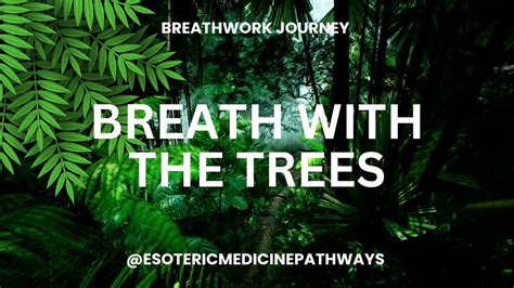 Breathwork Journey | With the Trees, Totara Reserve Pohongina Valley ...