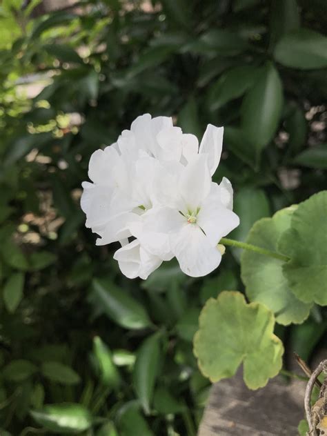 アイビーゼラニウム | 花撮影技術&植物園紹介:花のブログ