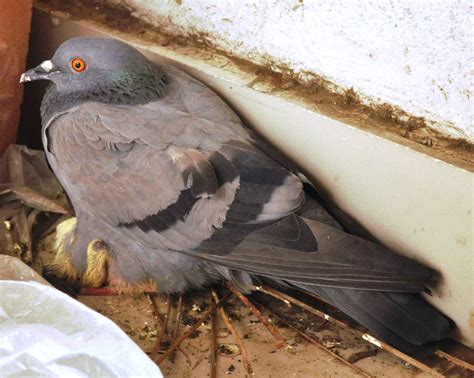Cute Squabs (young Rock-pigeon) in my Balcony…