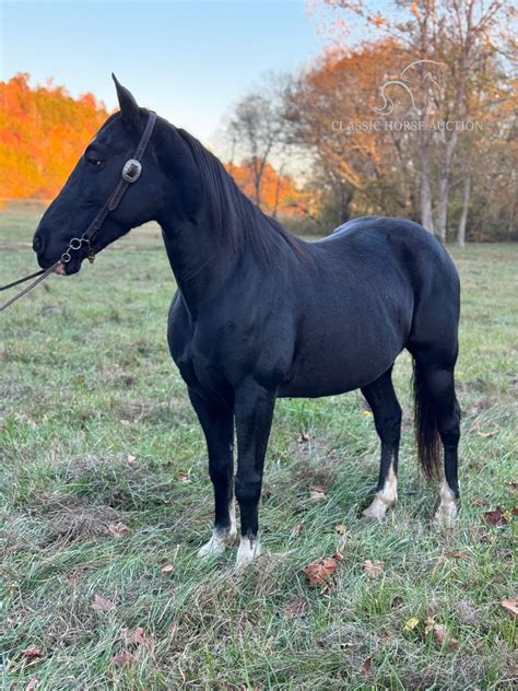 TRAIL READY BLACK TENNESSEE WALKING HORSE GELDING