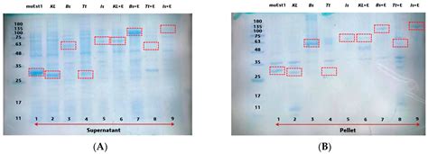 Dual-Enzyme-Cascade Catalysis for PET Biodegradation Based on a ...