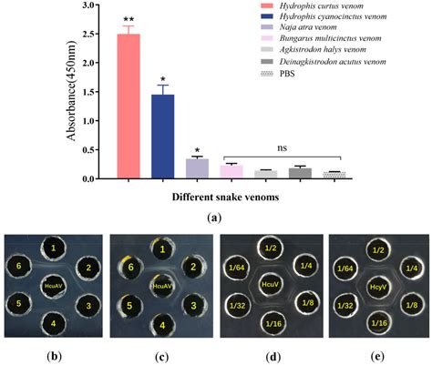 Preparation and Evaluation of a Horse Antiserum against the Venom of ...