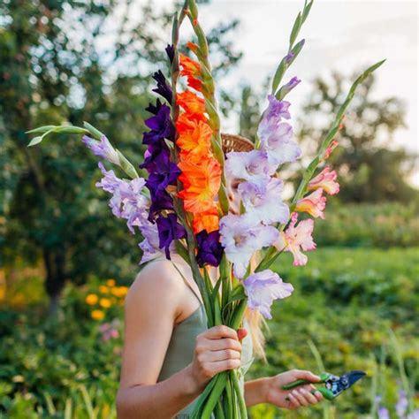 Buy Gladiolus Mixed Flower Bulbs Online