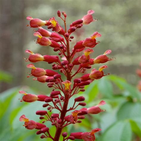 Red Buckeye (Aesculus pavia) – Stunning Ornamental Plant for Your Gard ...