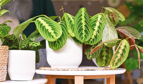 Prayer Plant Light Requirements
