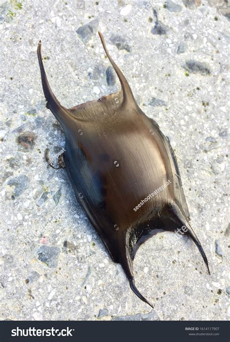 Big Full Shark Egg Mermaids Purse Stock Photo 1614117907 | Shutterstock