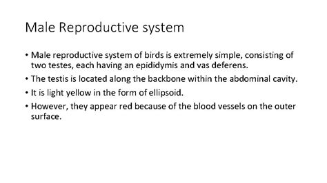 Image result for Male Bird Reproductive System