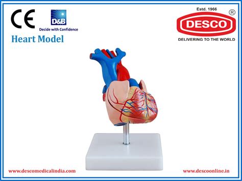 Human Heart Models | Manufacturers & Suppliers | Desco