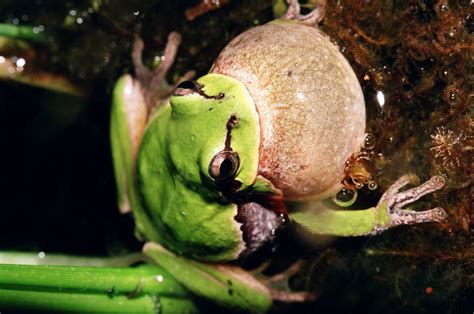 Eastern Tree Frog 的图像结果