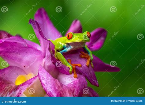 Image result for Purple Tree Frog