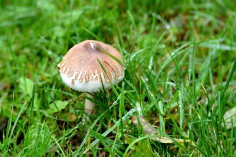 Why Have All These Mushrooms Appeared on My Lawn? | Best Lawn Care ...