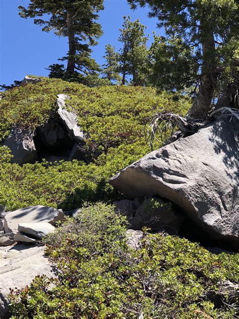 Mt Shasta and the return to the Telos portal – June 2021 - 40kftview.com