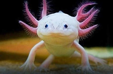 Image result for Fish in Turtle Python