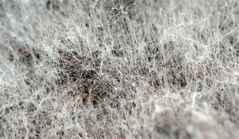 Is Moldy Potting Soil Good to Use? - Crate and Basket