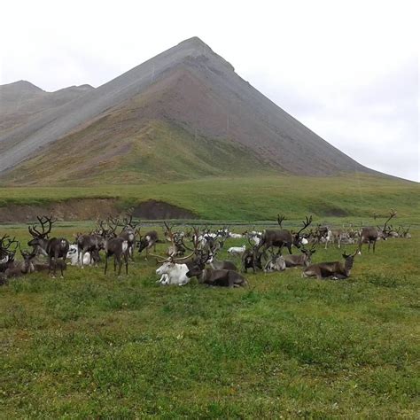 The Siberian Times on Twitter: "End of summer on pastures of northern Yakutia; pictures via ...