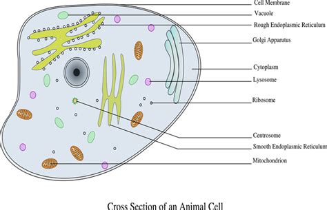 Classification of cells — lesson. Science State Board, Class 6.