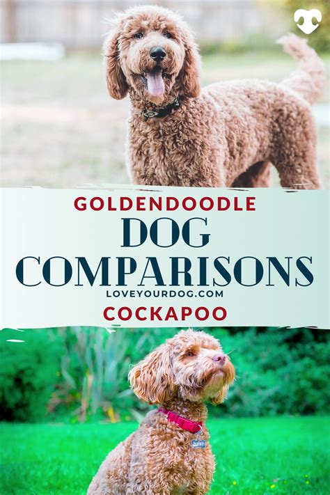 Image result for Cockapoo vs Goldendoodle
