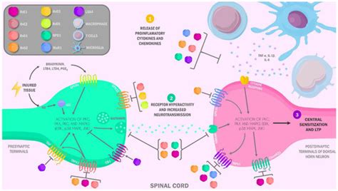 Specialized Pro-Resolving Lipid Mediators: The Future of Chronic Pain ...