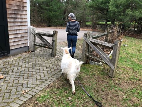 Image result for Loading Goats On Trailer