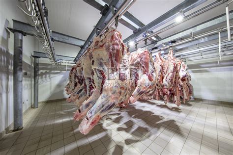 在屠宰场，尸体，生肉牛肉，挂在冰箱里。近半牛块鲜挂和排列在一个大冰箱在冰箱肉类行业。清真切割。照片摄影图片_ID:407594944-Veer图库