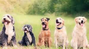 Dogs were travelling the world with humans over 10,000 years ago, with ...