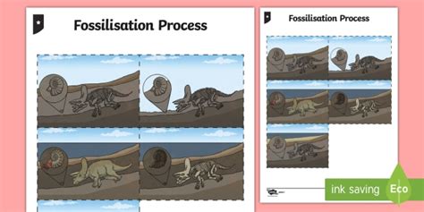 Image result for Fossil Formation Process