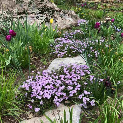 Perennial Creeping Phlox Flowers Store Online | pinnaxis.com