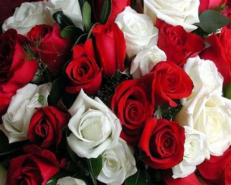 The Meaning Of White And Red Roses at Joshua Allingham blog