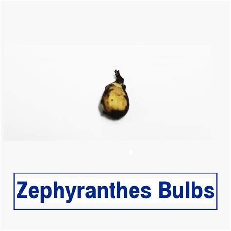 Zephyranthes Flower Bulbs (Set of 5) – TrustBasket