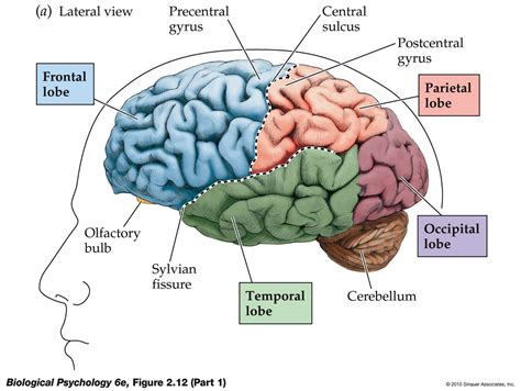 Brain Map Example 的图像结果
