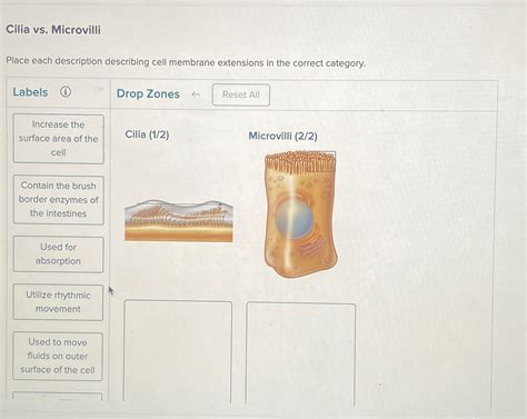 Cilia Vs Microvilli