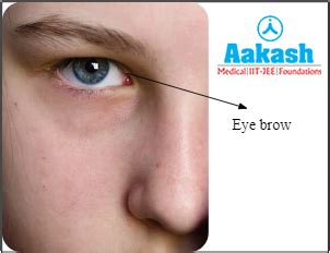 Eye: Structure, Location, Protection & Mechanism of vision | AESL