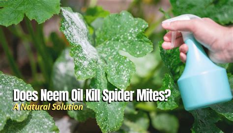 How to Kill Spider Mites 的图像结果