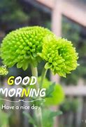 Image result for Good Morning Animal Pics