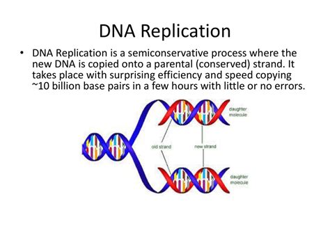 How Does DNA Replicate 的图像结果